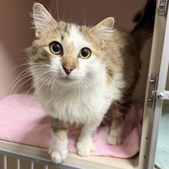 Domestic Long Hair Cats Available for Adoption in Kearney, Nebraska - Everest | PetCurious