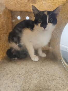 Working Cat: Alex -  Domestic Short Hair Cat for Adoption in Bloomington, Indiana - Working Cat: Alex | PetCurious