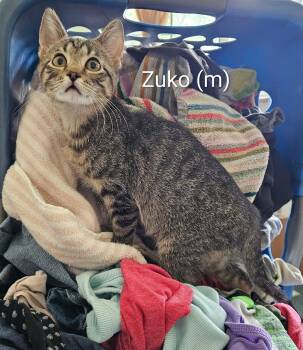 Zuko -  Domestic Short Hair Cat for Adoption in Newport, Kentucky - Zuko | PetCurious