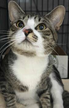 Rescue Domestic Short Hair Cats for Adoption in Westfield, Massachusetts - Yoshi | PetCurious