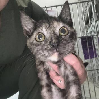 Sable -  Domestic Short Hair Cat for Adoption in Clanton, Alabama - Sable | PetCurious