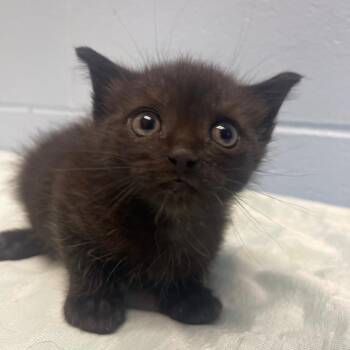 Domestic Short Hair Cats Available for Adoption in Valley, Alabama - Blake | PetCurious