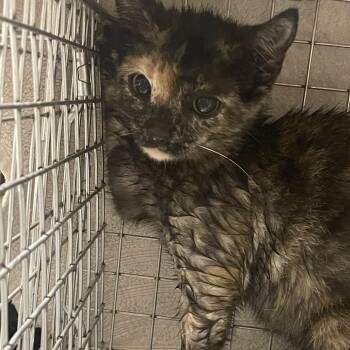 Sweets -  Domestic Short Hair Cat for Adoption in Dickinson, Texas - Sweets | PetCurious