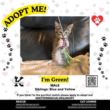 Green -  Domestic Short Hair Cat for Adoption in OSBORNVILLE, New Jersey - Green | PetCurious
