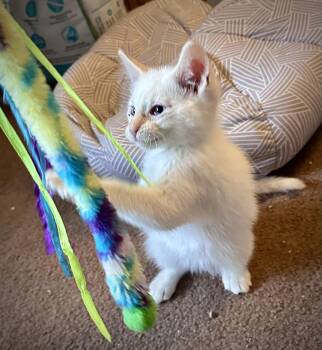 Domestic Short Hair Cats Available for Adoption in Fremont, California - Fiero | PetCurious