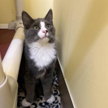 Tom -  Domestic Medium Hair Cat for Adoption in Bedford, New Hampshire - Tom | PetCurious