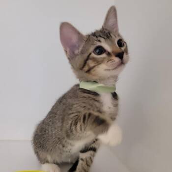 Domestic Short Hair Cats Available for Adoption in Phoenix, Arizona - Puka | PetCurious