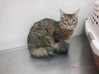 STARLA -  Domestic Medium Hair Cat for Adoption in Oroville, California - STARLA | PetCurious