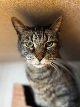 Domestic Short Hair Cats Available for Adoption - Pepe | PetCurious