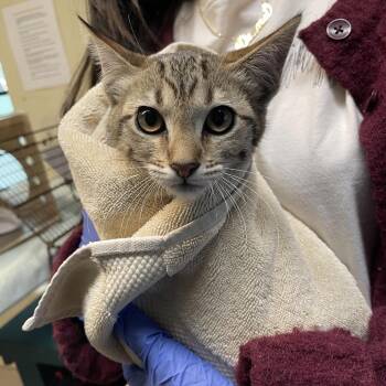 Mouse -  Domestic Short Hair Cat for Adoption in Pasadena, California - Mouse | PetCurious