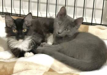 Willow and Beeps -  Domestic Medium Hair and Domestic Short Hair Cat for Adoption in Lenexa, Kansas - Willow And Beeps | PetCurious