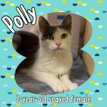 Polly -  Domestic Short Hair Cat for Adoption in Salida, California - Polly | PetCurious