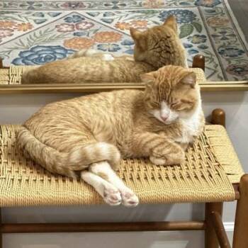 Domestic Short Hair Cats Available for Adoption in Atlanta, Georgia - Tomcat | PetCurious