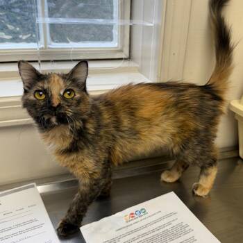 Domestic Medium Hair Cats Available for Adoption - TUSC-Stray-83458 | PetCurious