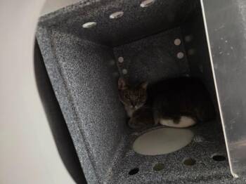 Smokey -  Domestic Short Hair Cat for Adoption in Athens, Tennessee - Smokey | PetCurious