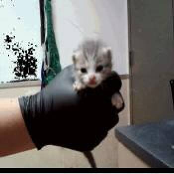 A1049610 Julian -  Domestic Short Hair Cat for Adoption in Pleasant Hill, California - A1049610 Julian | PetCurious