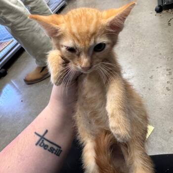 Crispy -  Domestic Short Hair Cat for Adoption in Columbiana, Alabama - Crispy | PetCurious
