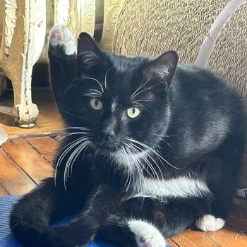 Peter El Guapo -  Domestic Short Hair Cat Available for Adoption in Wakefield, Massachusetts - Peter El Guapo | PetCurious
