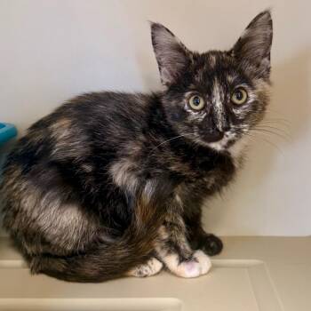 Babette -  Domestic Short Hair Cat for Adoption in Cody, Wyoming - Babette | PetCurious