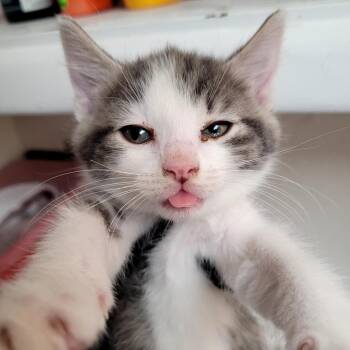 Raven (red) -  Domestic Short Hair Cat for Adoption in Belfair, Washington - Raven (red) | PetCurious