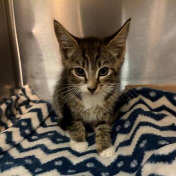 Bob -  Domestic Short Hair Cat for Adoption in Newark, New Jersey - Bob | PetCurious