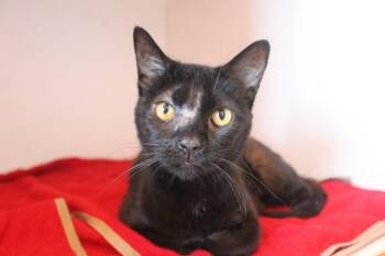 Snuffles Noir -  Domestic Short Hair Cat for Adoption in Chestertown, Maryland - Snuffles Noir | PetCurious