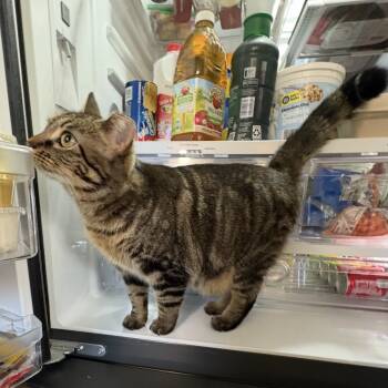 Rescue Domestic Short Hair Cats for Adoption in Newark, New Jersey - Chloe | PetCurious