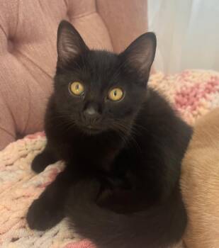 Puck -  Bombay Cat for Adoption in San Juan Capistrano, California - Puck | PetCurious