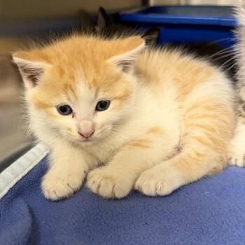 Domestic Short Hair Cats Available for Adoption in Keizer, Oregon - Marshall | PetCurious