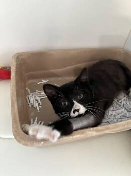 Rain -  Domestic Short Hair Cat for Adoption in Marietta, Georgia - Rain | PetCurious