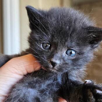 Domestic Short Hair Cats Available for Adoption in Nampa, Idaho - Rex | PetCurious