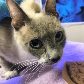 Siamese Cats Available for Adoption in Pueblo, Colorado - SERAPHINA | PetCurious
