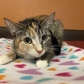 Lily -  Domestic Short Hair Cat for Adoption in Rochester, Minnesota - Lily | PetCurious