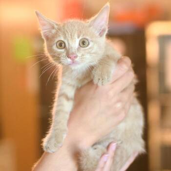 Hector Zeroni -  Domestic Short Hair Cat for Adoption in Belleville, Illinois - Hector Zeroni | PetCurious