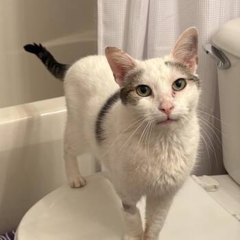 Gragon -  Domestic Short Hair Cat for Adoption in Fredericksburg, Virginia - Gragon | PetCurious