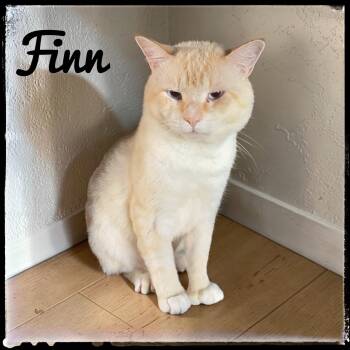 Finn -  Siamese Cat for Adoption in El Cajon, California - Finn | PetCurious