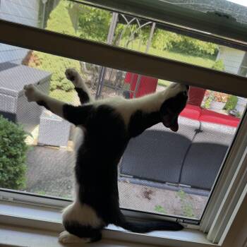 Liberty -  Domestic Short Hair Cat for Adoption in Cheshire, Connecticut - Liberty | PetCurious