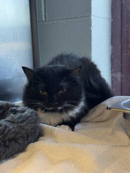 Domestic Long Hair Cats Available for Adoption - Valerie | PetCurious