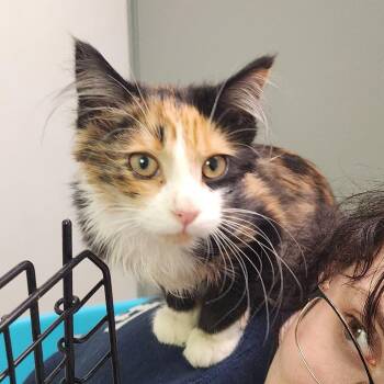 Domestic Long Hair Cats Available for Adoption in Charleston, West Virginia - Buttons | PetCurious