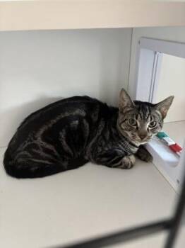 Domestic Short Hair Cats Available for Adoption in Barnesville, Georgia - 26-307 | PetCurious