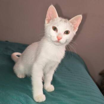 Domestic Short Hair Cats Available for Adoption in Long Beach, California - Tallulah | PetCurious