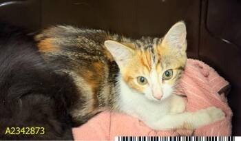 CANDACE -  Domestic Medium Hair Cat for Adoption in West Palm Beach, Florida - CANDACE | PetCurious