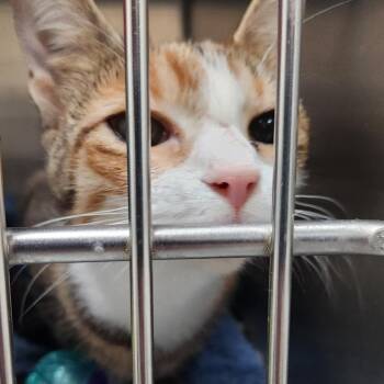 Domestic Short Hair Cats Available for Adoption in Corsicana, Texas - Freya C46638 | PetCurious