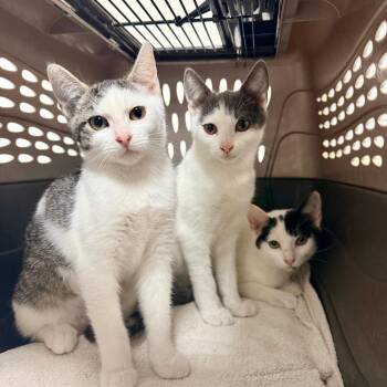 Vinnie -  Domestic Short Hair Cat for Adoption in Redwood Valley, California - Vinnie | PetCurious