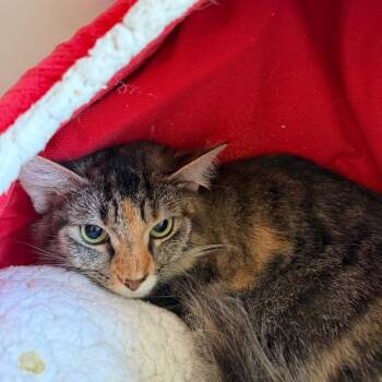 June -  Domestic Short Hair Cat for Adoption in Ruckersville, Virginia - June | PetCurious