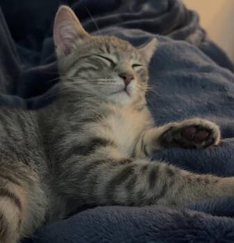 Salmon -  Domestic Short Hair Cat for Adoption in Omaha, Nebraska - Salmon | PetCurious