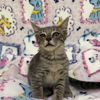 Robin -  American Shorthair Cat for Adoption in Riverwoods, Illinois - Robin | PetCurious