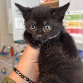 Rescue Domestic Short Hair Cats for Adoption in Huntington, West Virginia - Lea | PetCurious