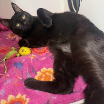 Domestic Short Hair Cats Available for Adoption - Nugget | PetCurious