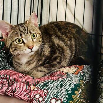 Domestic Short Hair Cats Available for Adoption in Gordonsville, Tennessee - Marble (26-2014) | PetCurious